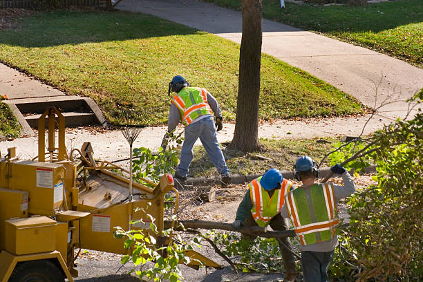 Best Tree Trimming and Pruning  in Cordry Sweetwater Lakes, IN