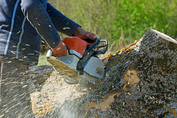 Best Arborist Consultation Services  in Cordry Sweetwater Lakes, IN